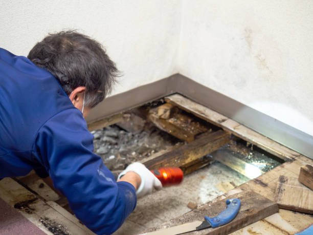 Best Preventive Mold Services in Dalworthington Gardens, TX