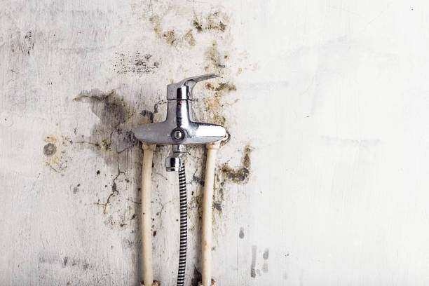 Best Kitchen Mold Remediation in Dalworthington Gardens, TX