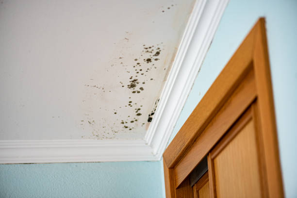 Best Industrial Mold Remediation in Dalworthington Gardens, TX