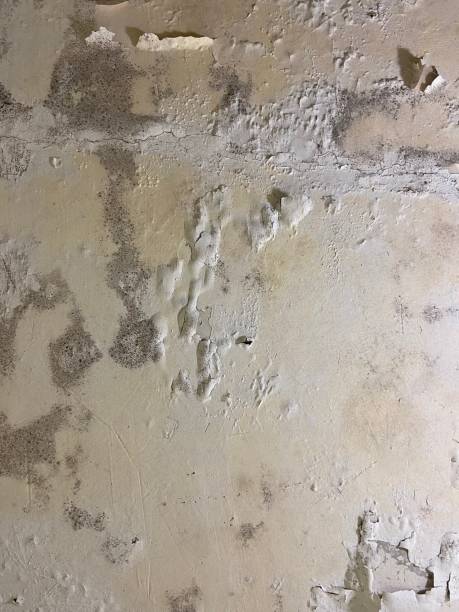 Best Crawl Space Mold Remediation in Dalworthington Gardens, TX