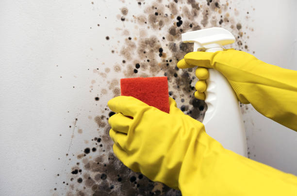 Best Mold Testing and Inspection Services in Dalworthington Gardens, TX