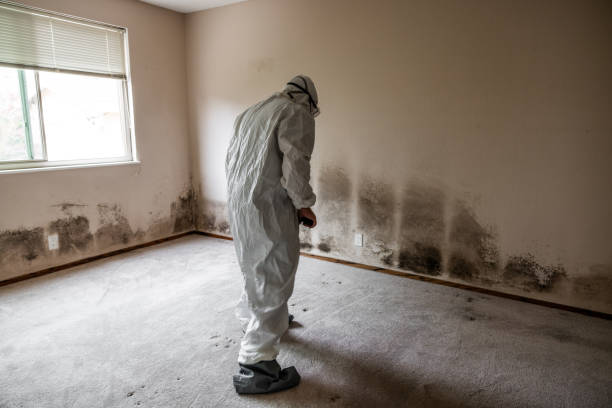 Reliable Dalworthington Gardens, TX Mold Remediation Solutions