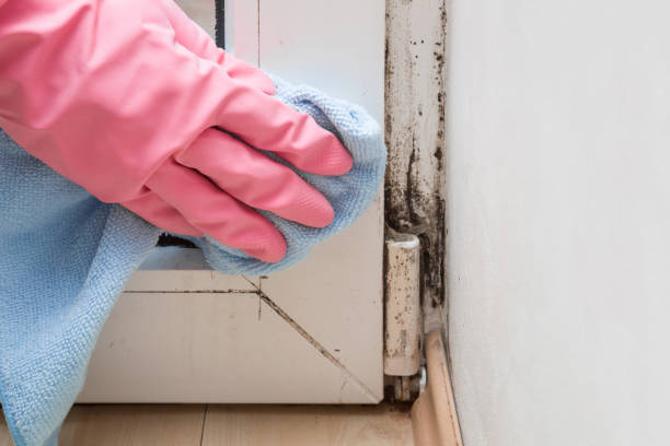  Dalworthington Gardens, TX Mold Removal Pros